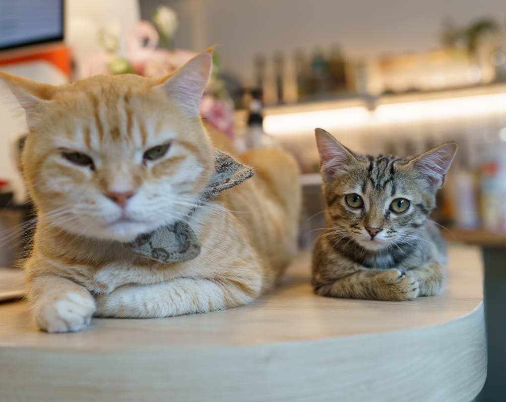 Can You Have a Cat in a Condo in Canada?