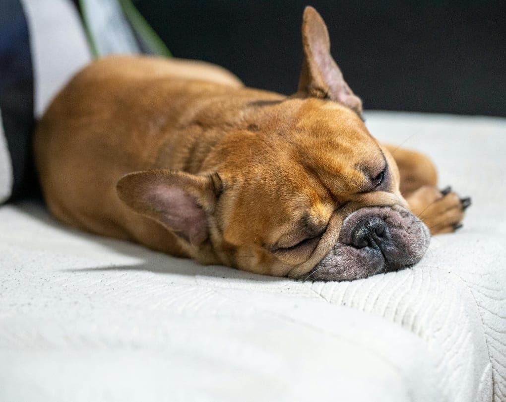 Can You Have a Dog in a Condo in Canada? Pet Rules & Your Rights as an Owner