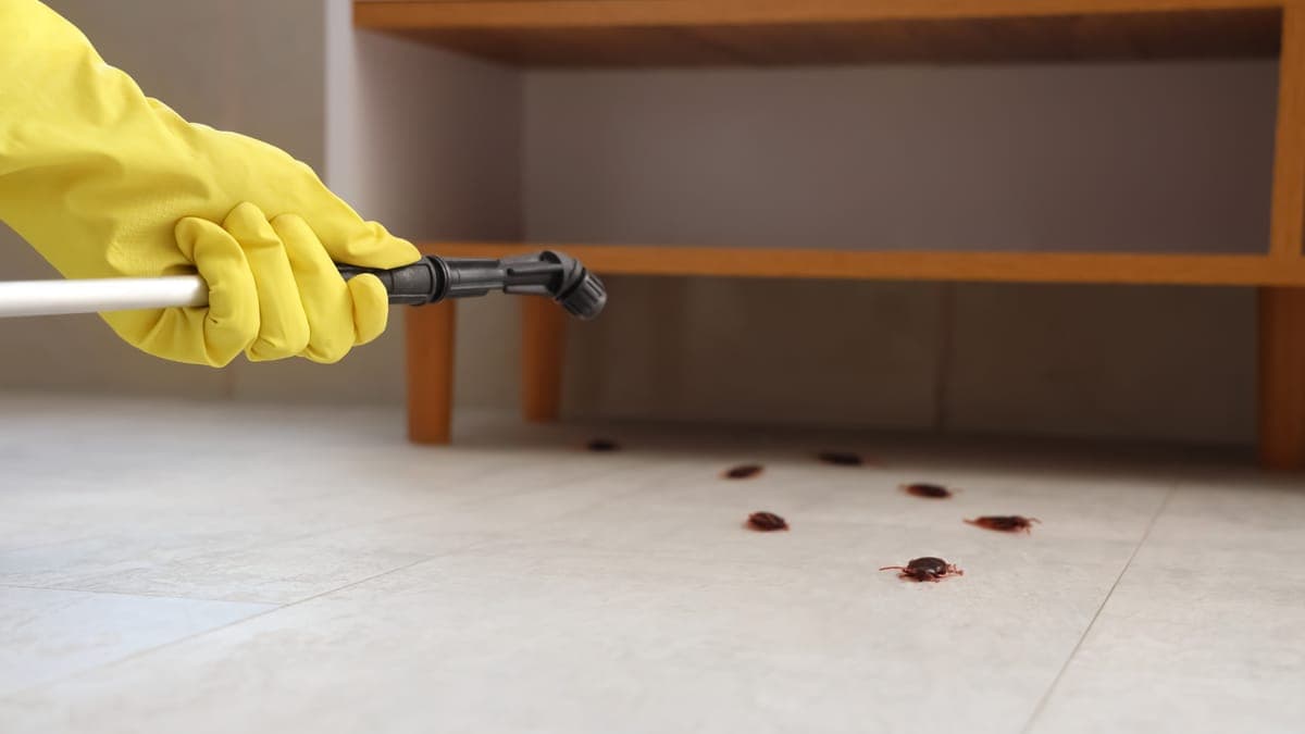 How to Get Rid of Cockroaches in a Condo: Who Is Responsible and What to Do
