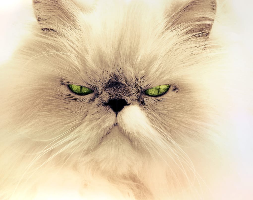 Are No-Pet Clauses Enforceable in Ontario? — Can You Have a Cat in a Condo in Canada?