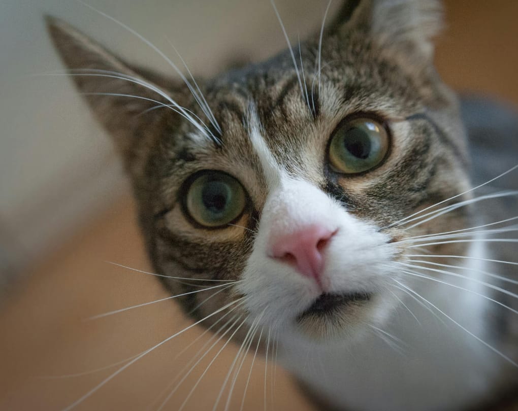 What Cat Owners Should Do Before Buying — Can You Have a Cat in a Condo in Canada?