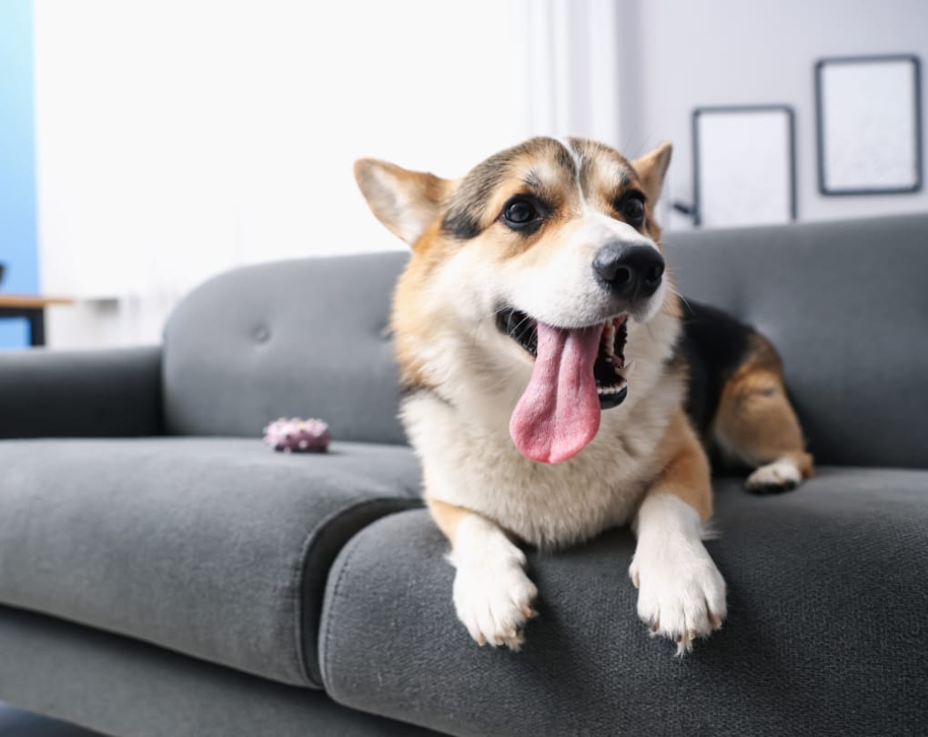 Can a Condo Completely Ban Dogs? — Can You Have a Dog in a Condo in Canada? Pet Rules & Your Rights as an Owner
