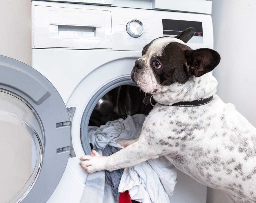 What Happens If a Dog Causes Problems? — Can You Have a Dog in a Condo in Canada? Pet Rules & Your Rights as an Owner
