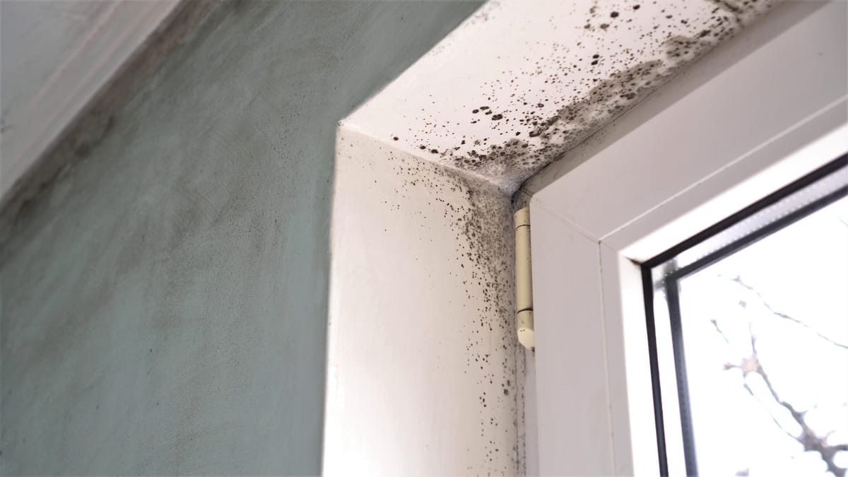 Who Is Responsible for Mould in a Condo in Canada?