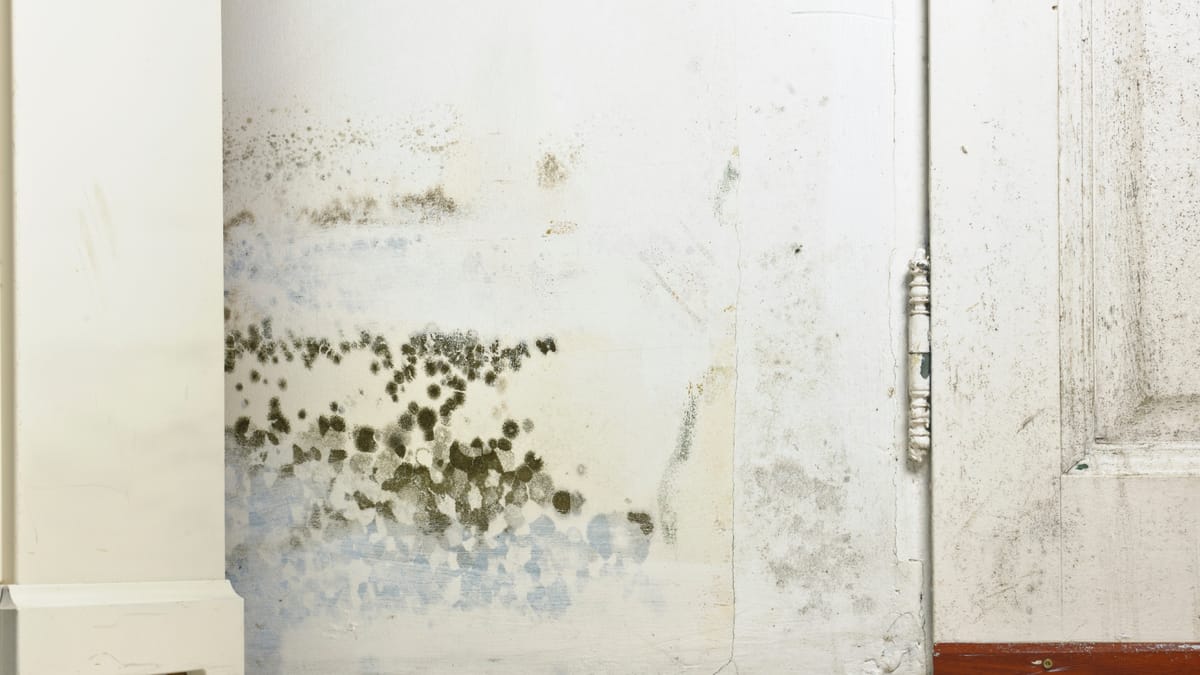 Common Situations That Help Determine Mould in Condo Units — Who Is Responsible for Mould in a Condo in Canada?